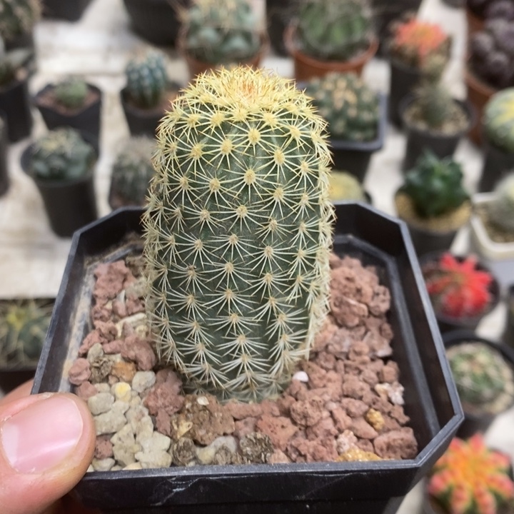 实生御其虾特价福利
