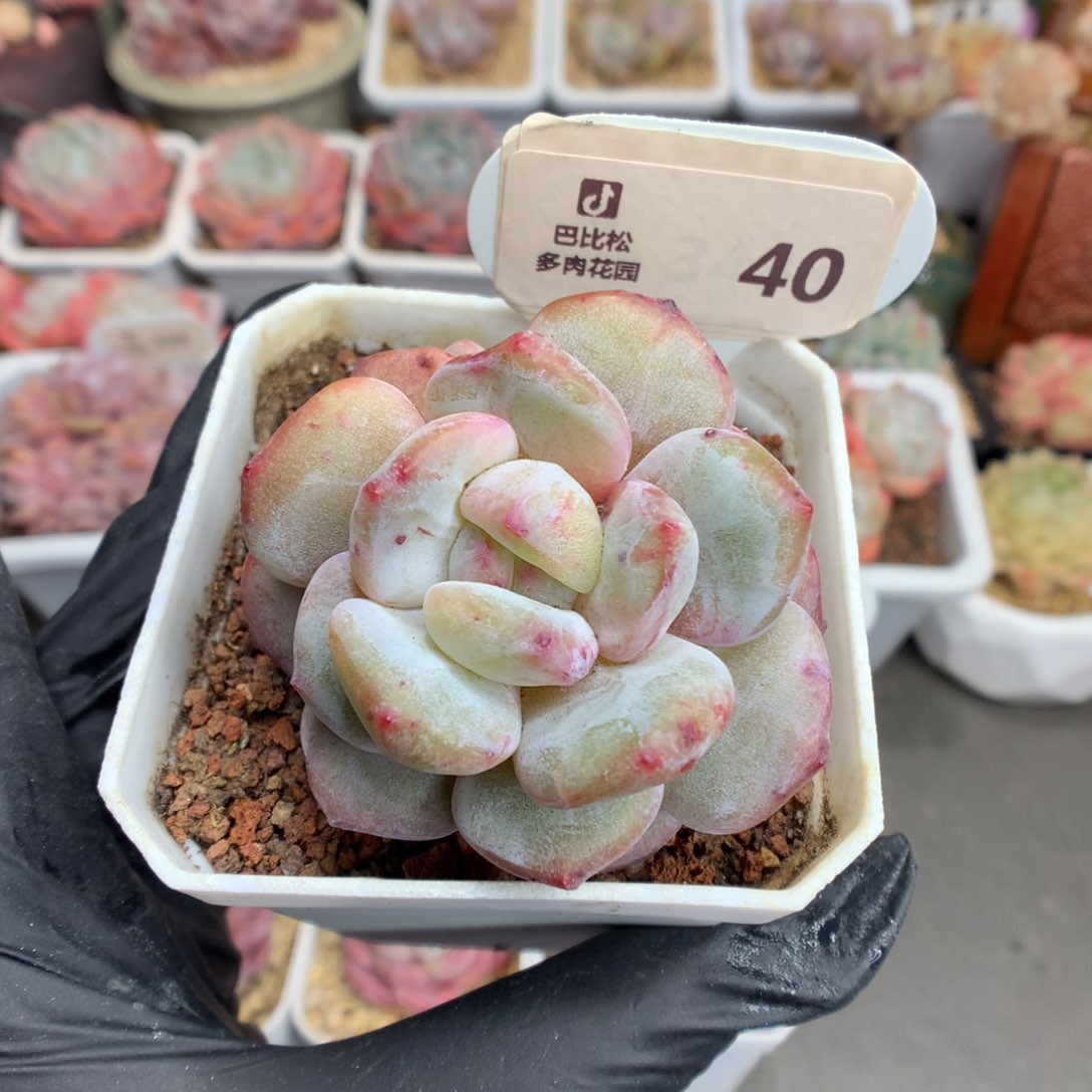 40 双头石化橙多肉