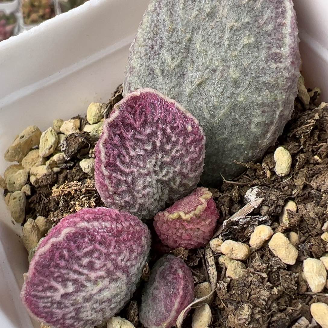 哈默猪肝多肉植物水泡