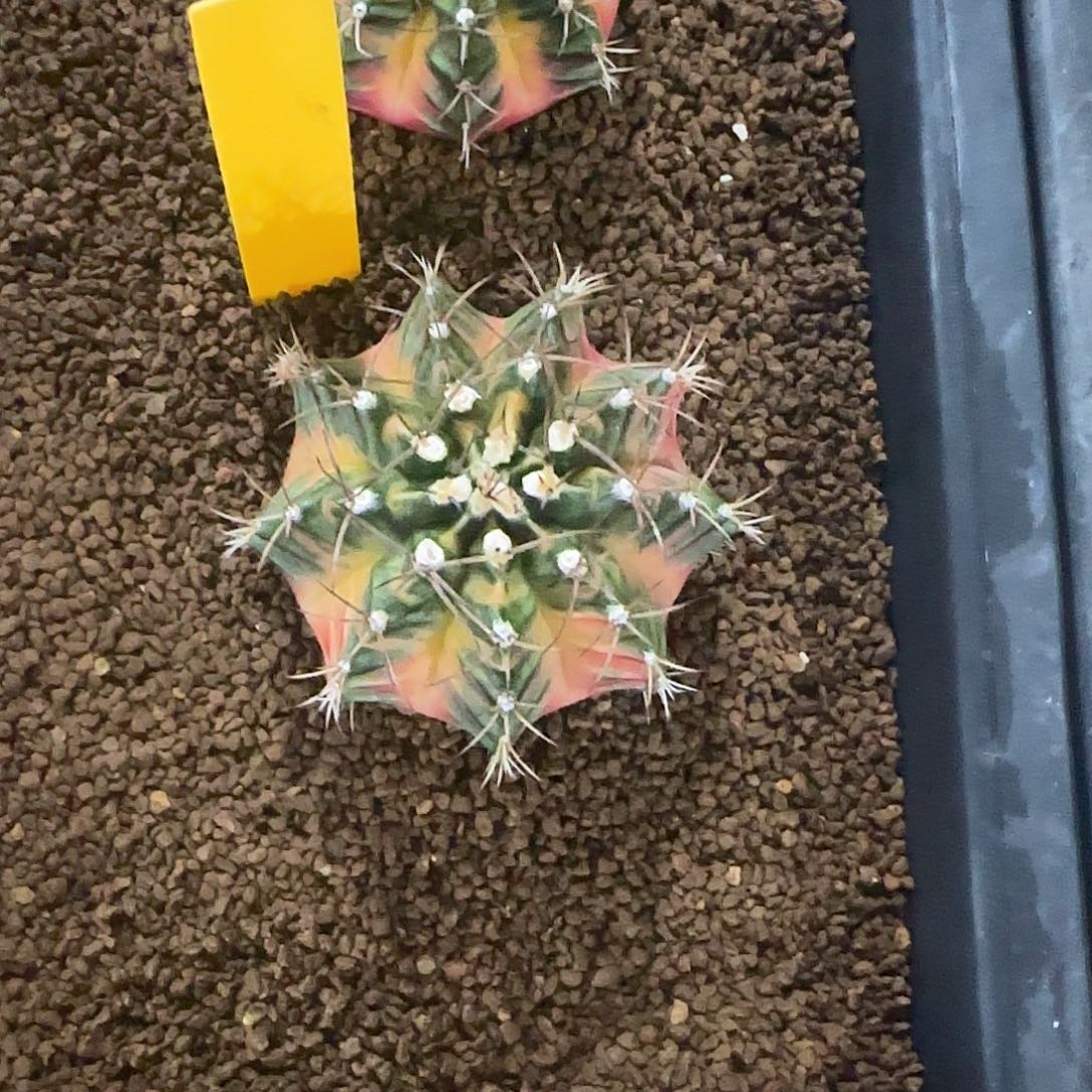 L789-1225泰国发货 