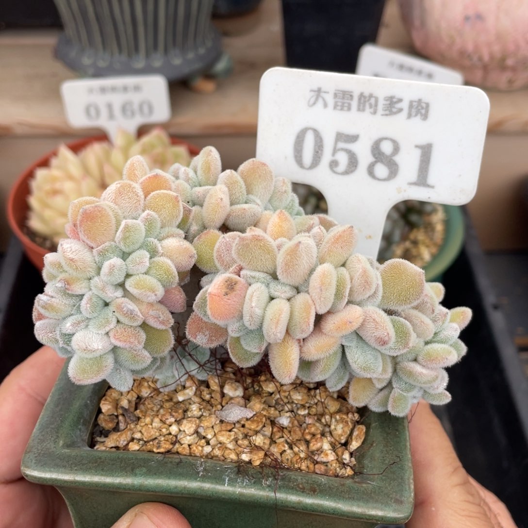 0581雪晃星不带盆10厘米