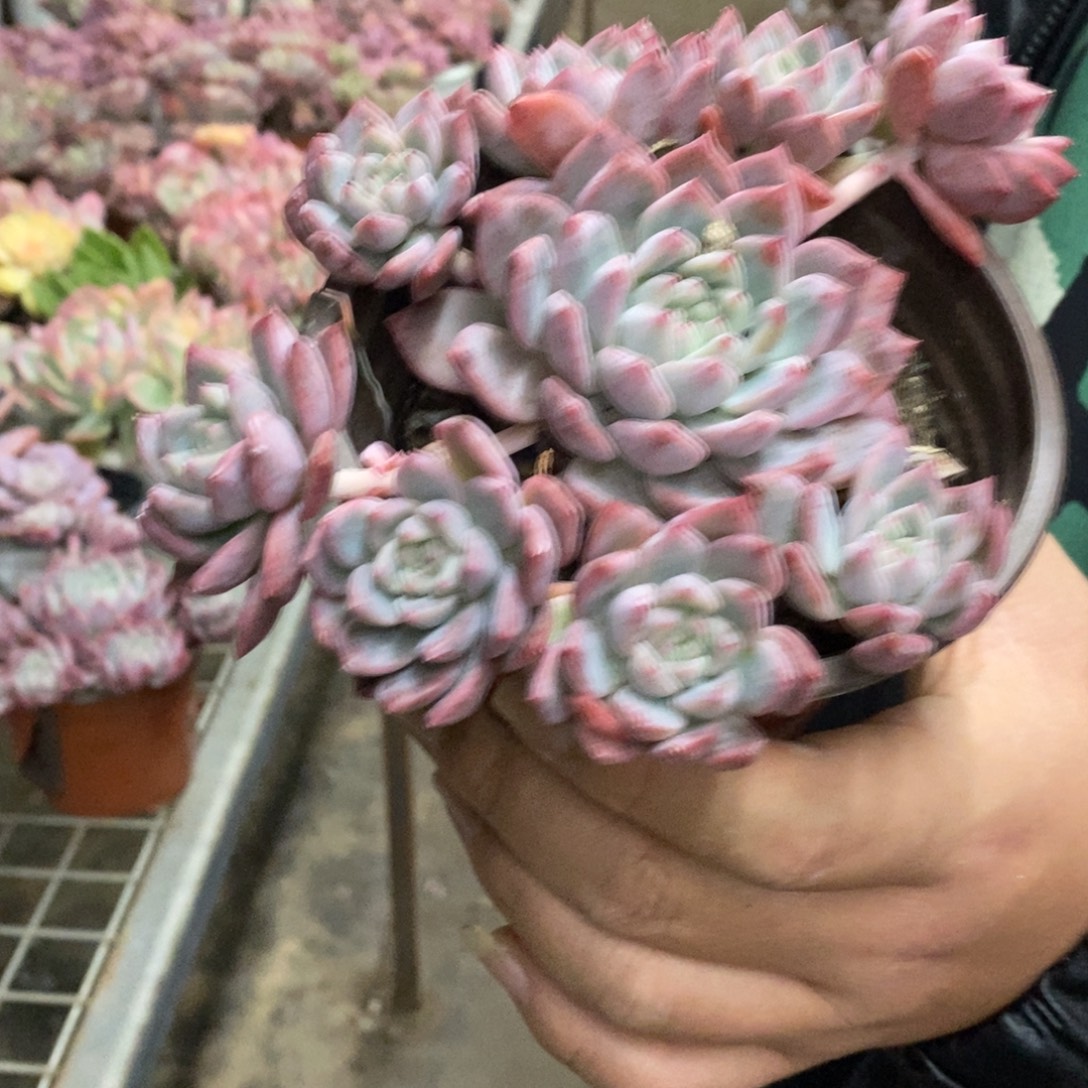 霜花小老桩手捧多肉