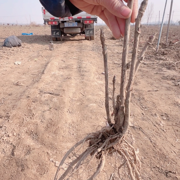 当前无花栽培后可以开花冠世墨玉