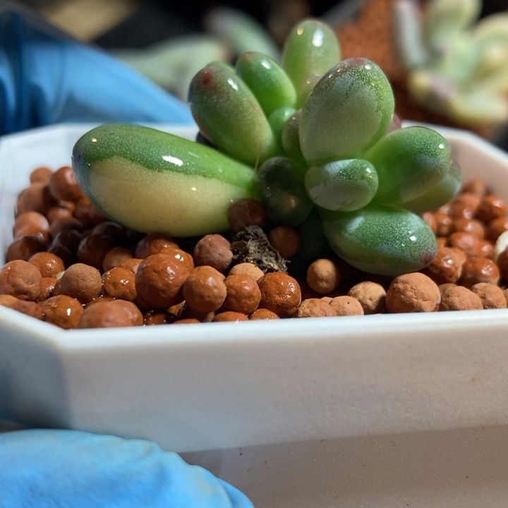 苹果奶酪锦多肉植物