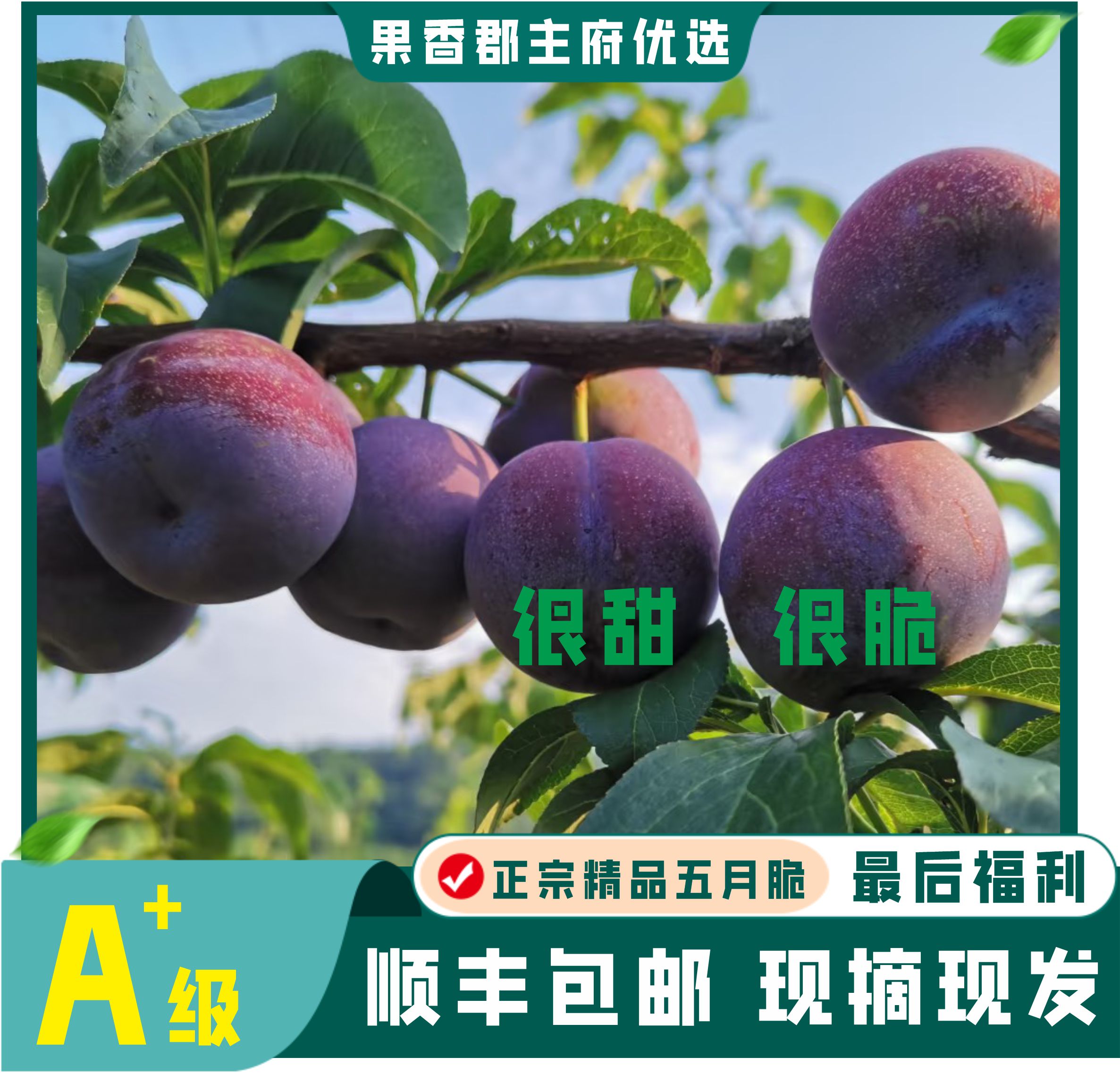 爆款【顺丰包邮汉源五月脆李凤凰李】现拍现摘新鲜应季李子脆甜多汁