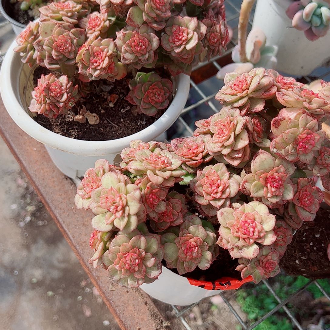 黄金蜡牡丹多头群生精品
