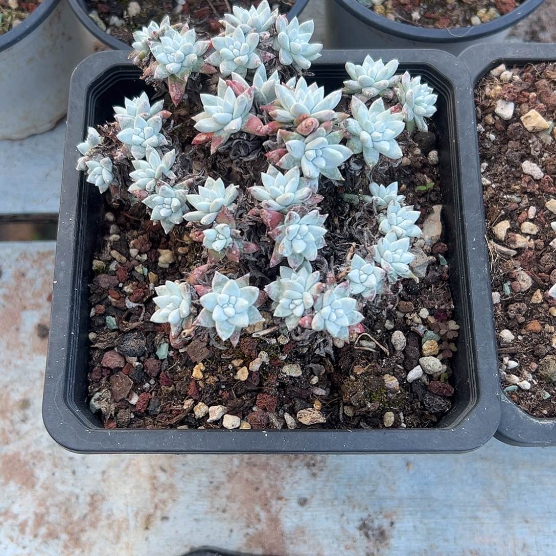 白菊一物一拍1264