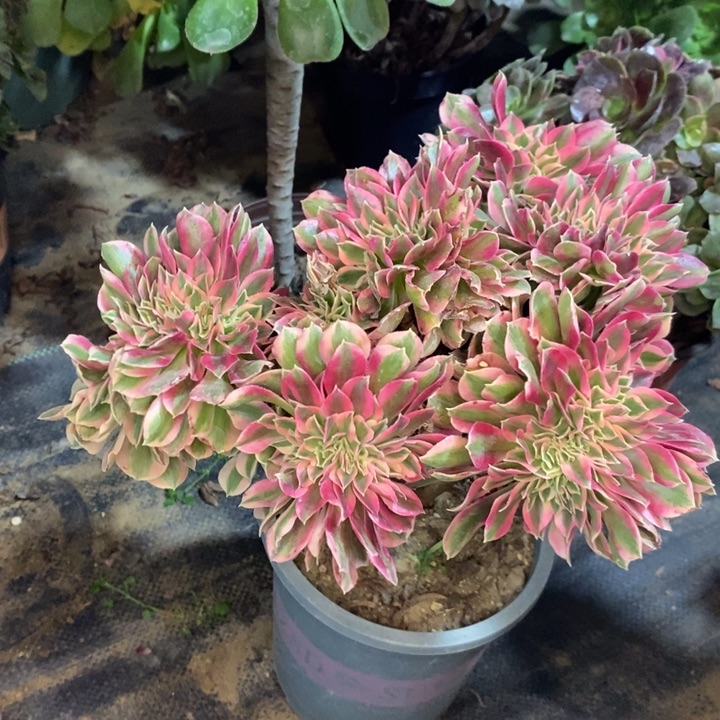 粉女巫缀多肉植物20。 