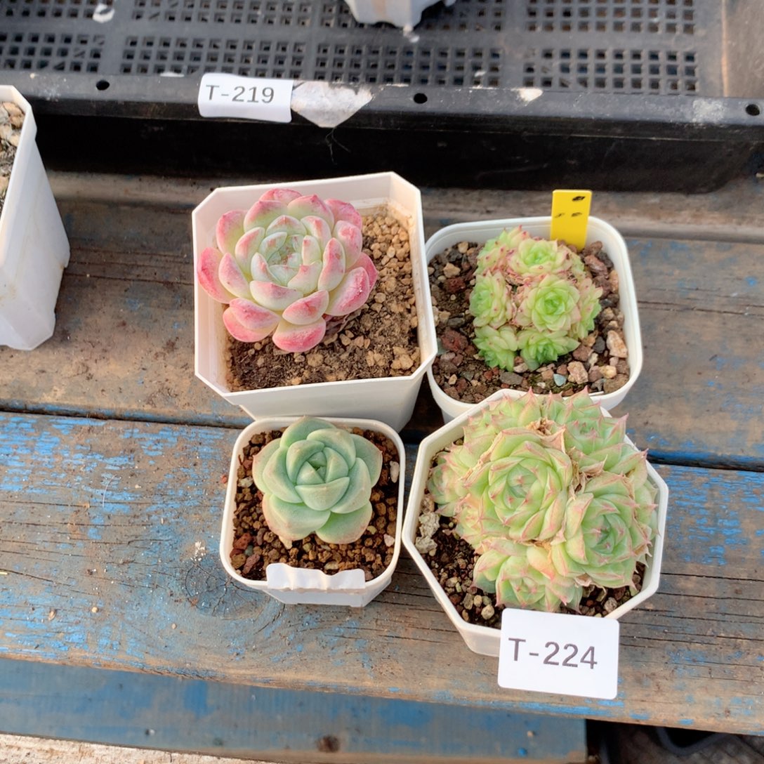 无花朵T224英语英语