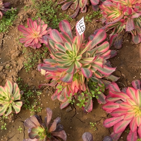 771美杜莎不包断枝