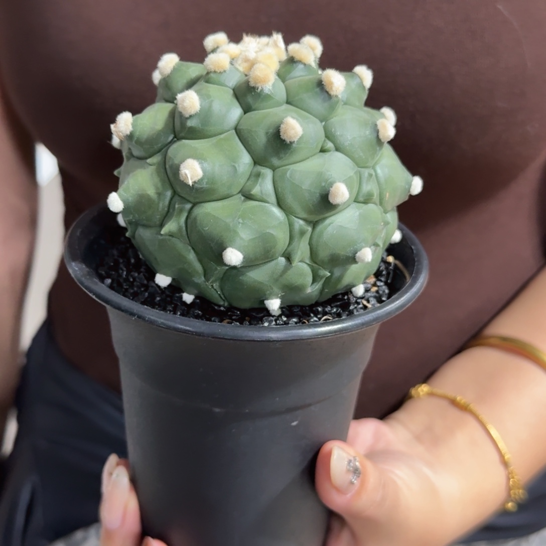 无花朵足球龟甲稀缺！