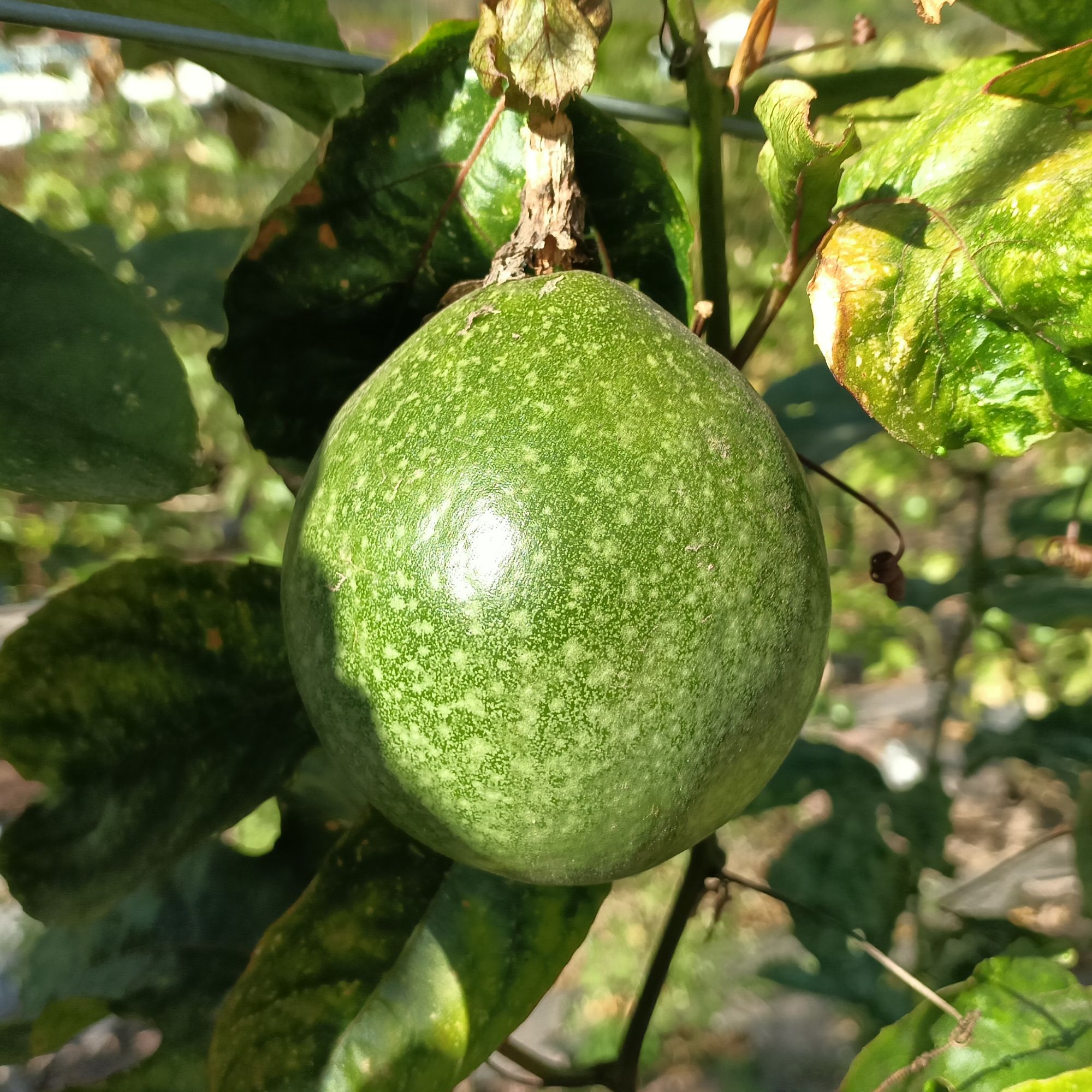 云南普洱百香果钦蜜9号现摘现发5斤包邮