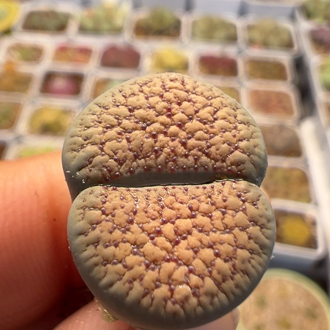 89多肉植物百科知识