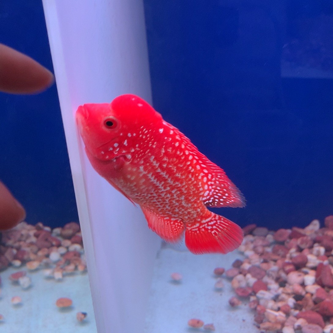 苏***先海水鱼罗汉鱼直播间54