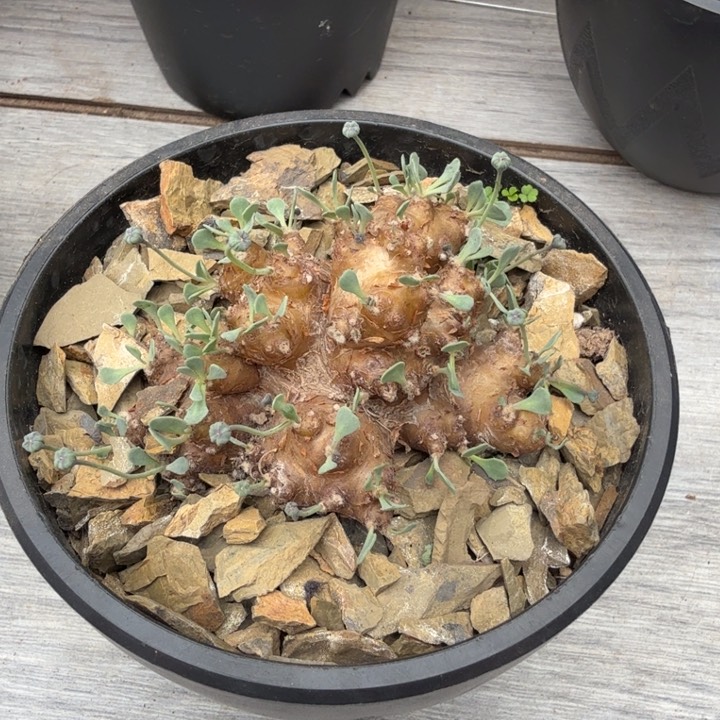 格加厚墩菊（满28包邮）