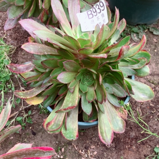 多肉植物斑斓939