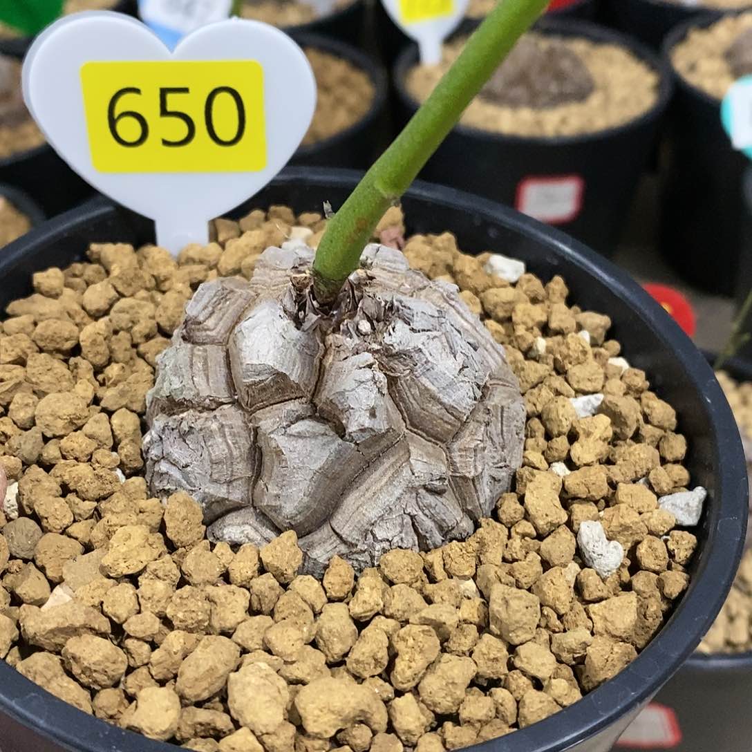 南非龟甲龙龟甲龙