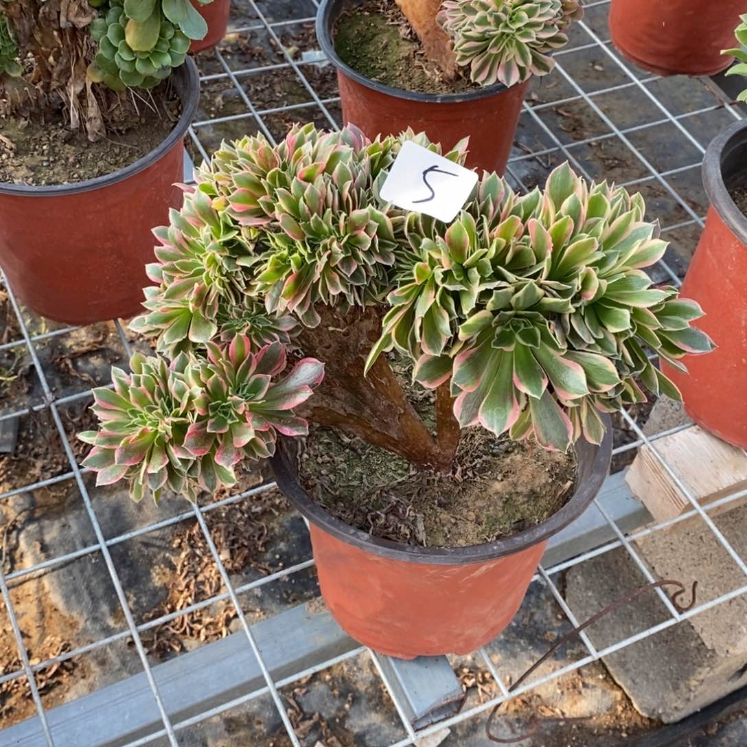 全部花朵多肉植物组合拼盘5