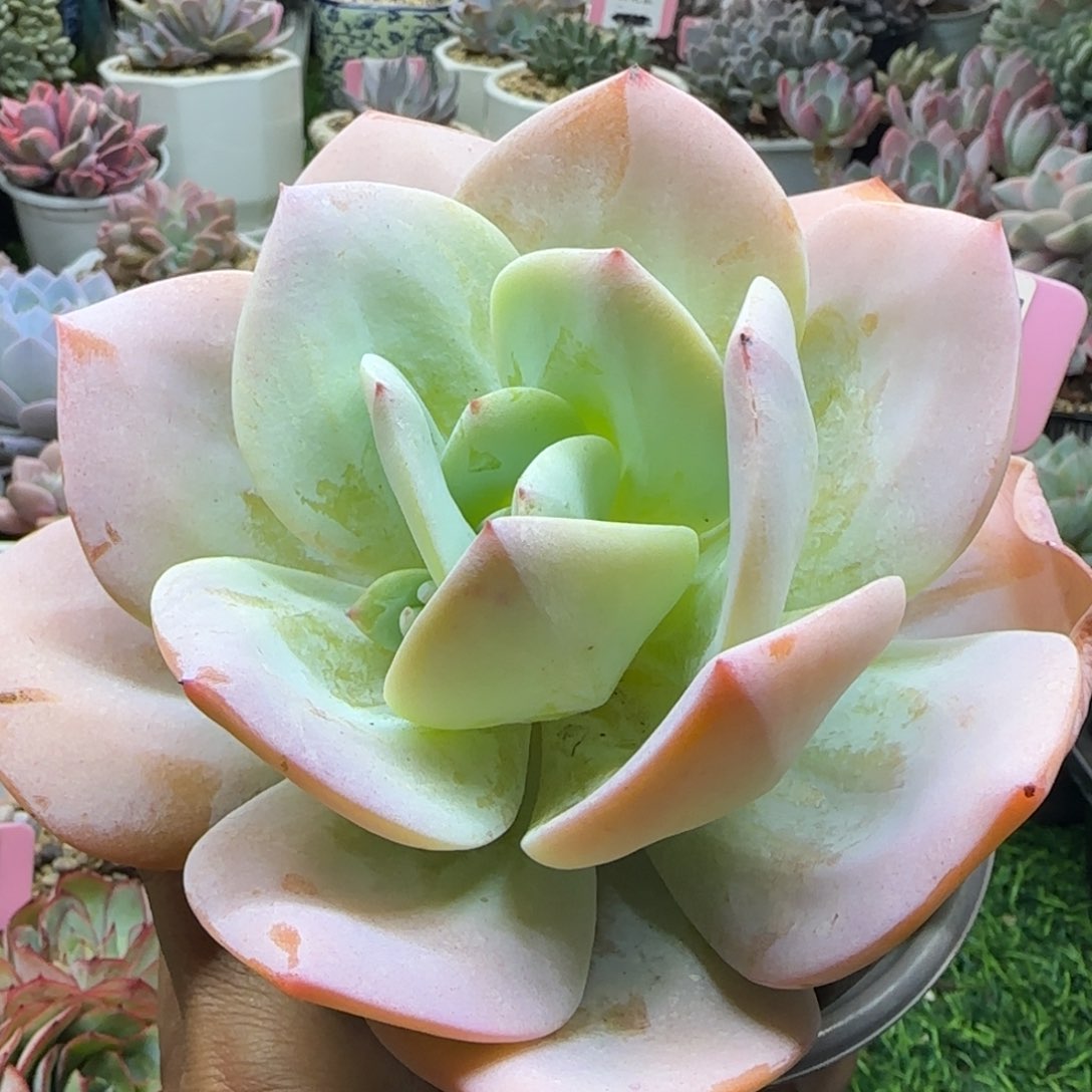 锦安精品多肉植物234