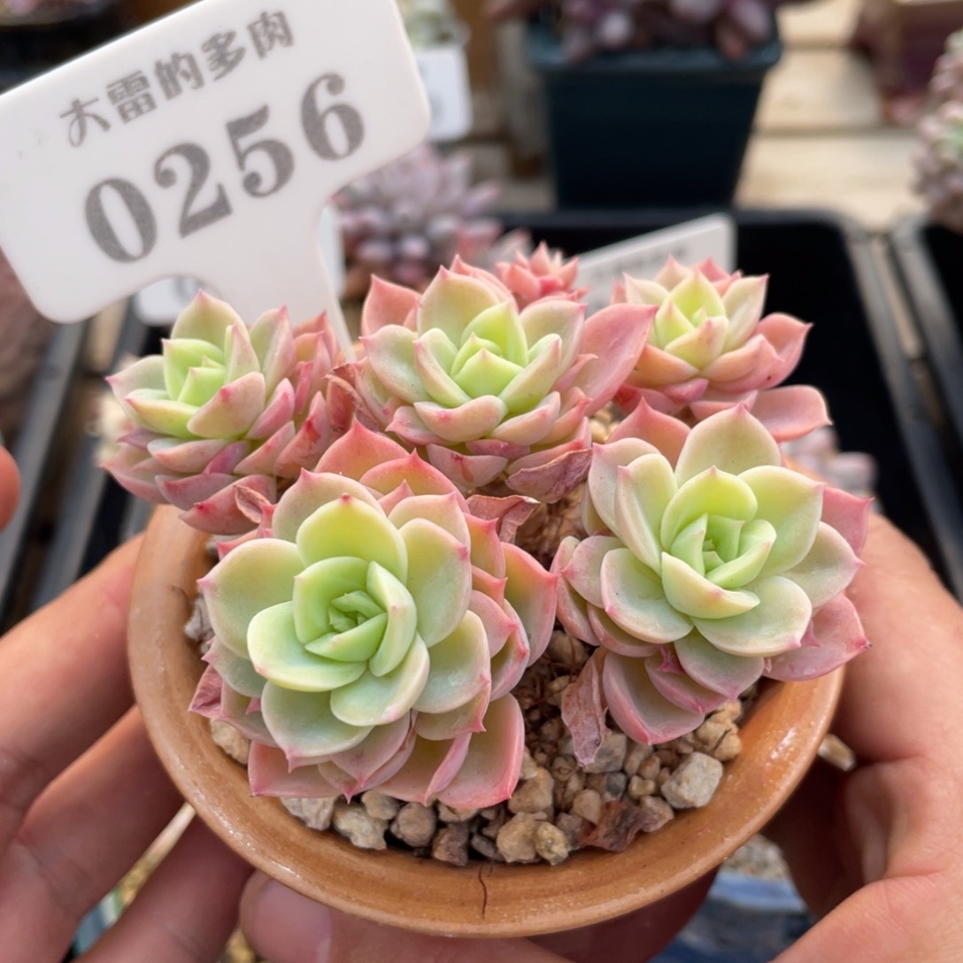 0256哈密瓜不带盆9厘米有摘