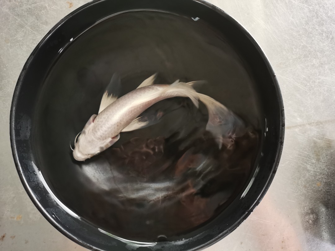 德元观赏鱼直播福利（锦鲤）