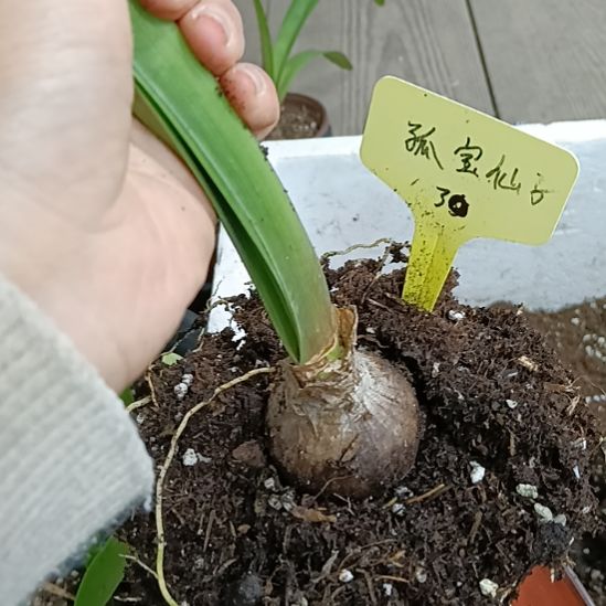 无花朵孤宝4+发一个