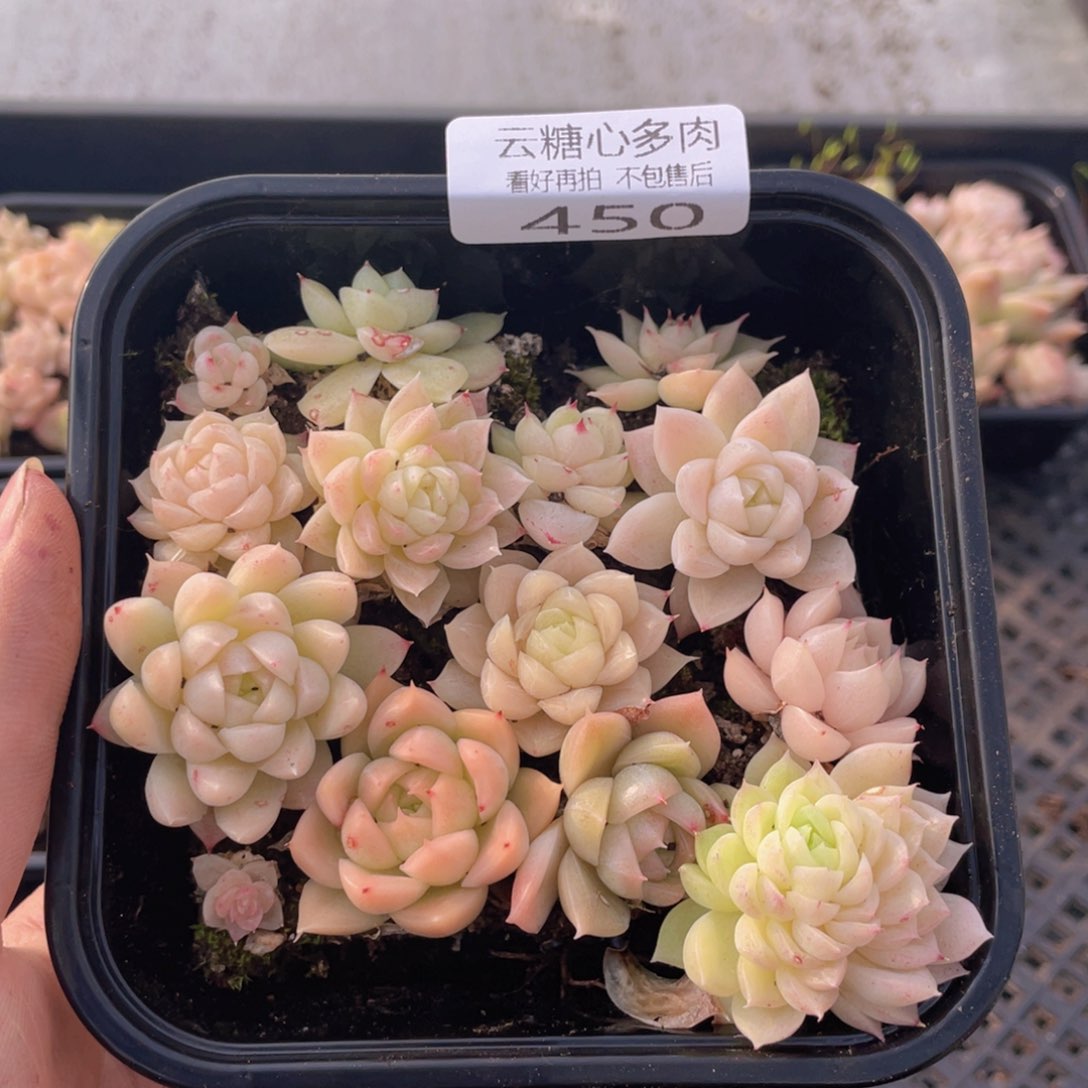 云糖心多肉植物450