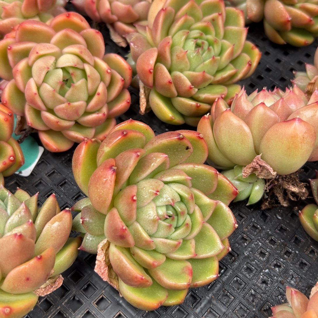 从前慢花园多肉编号1209-小珍妮