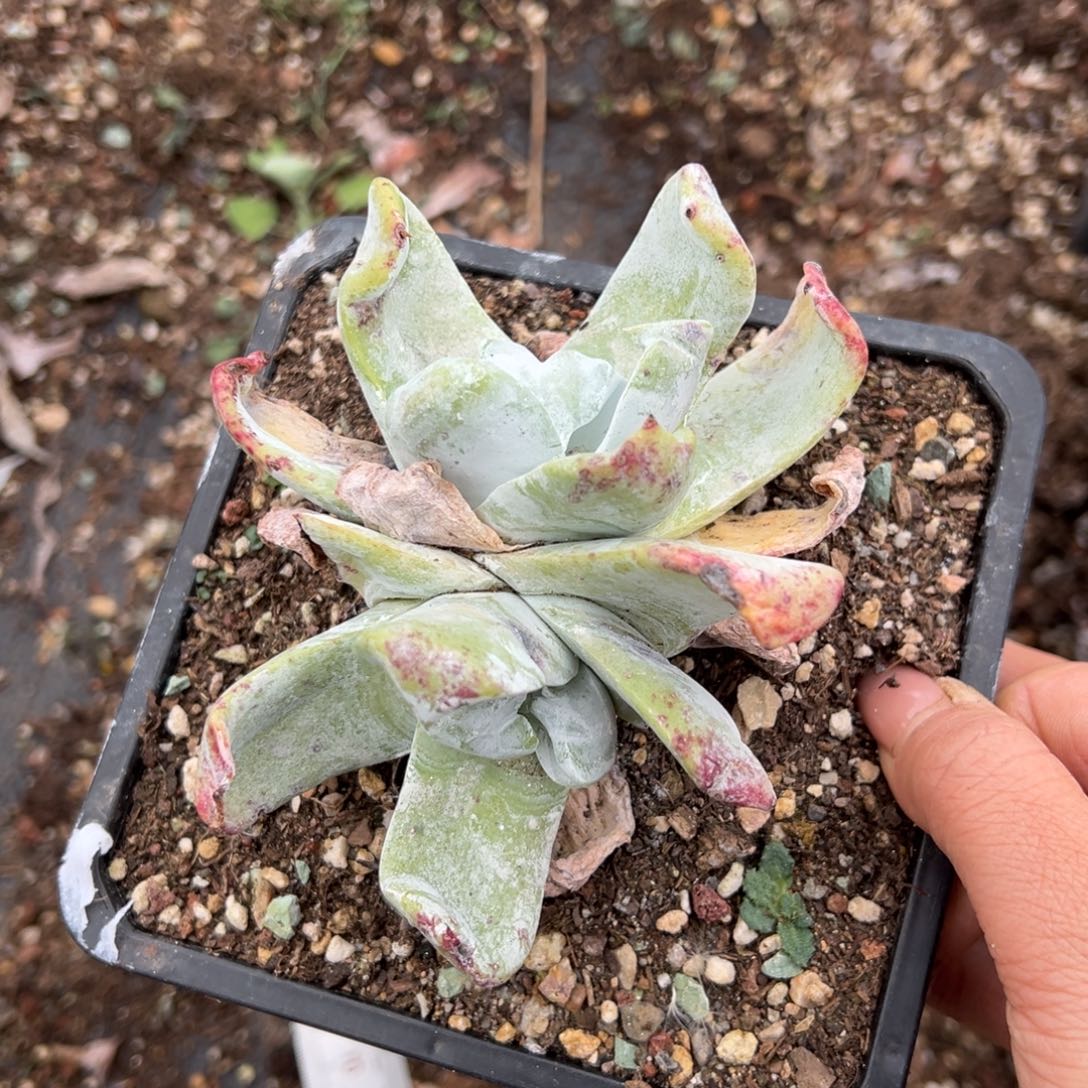 2738浦西菲克哈哈哈哈