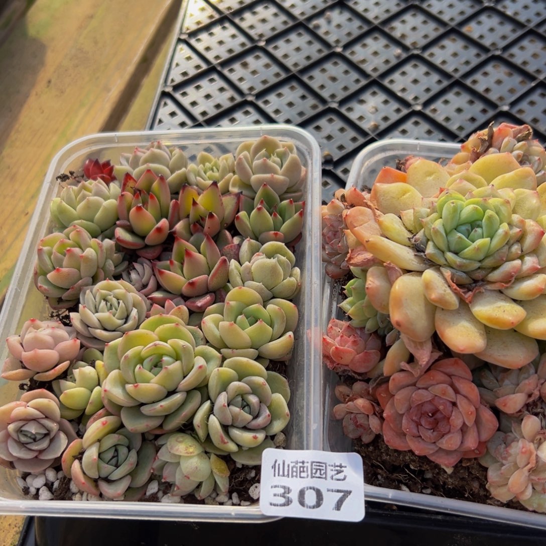 307多肉葡萄的品种