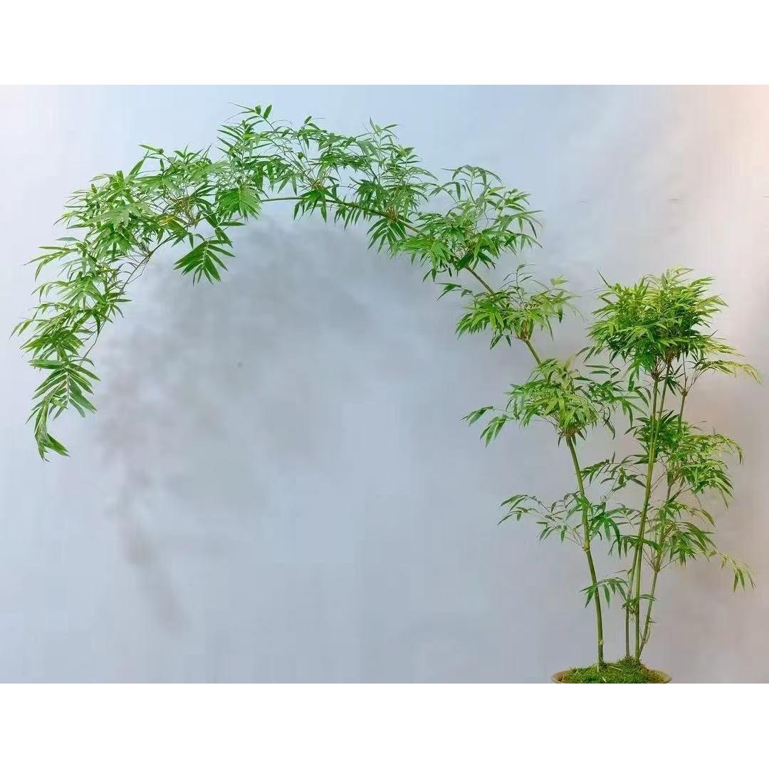 （一物一拍直播间选购）观音竹红观音竹水培土培室内桌面盆景