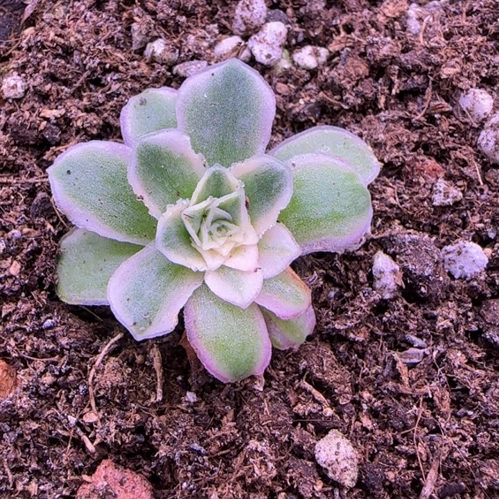 小****妮福利299696695655665555585