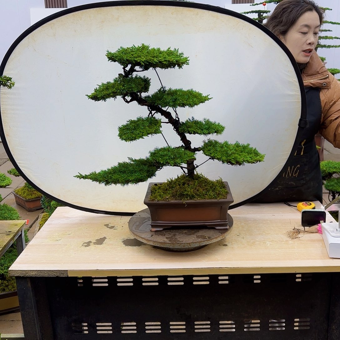 盆景直播间一物一拍