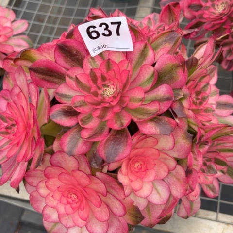 637荔枝20厘米左右