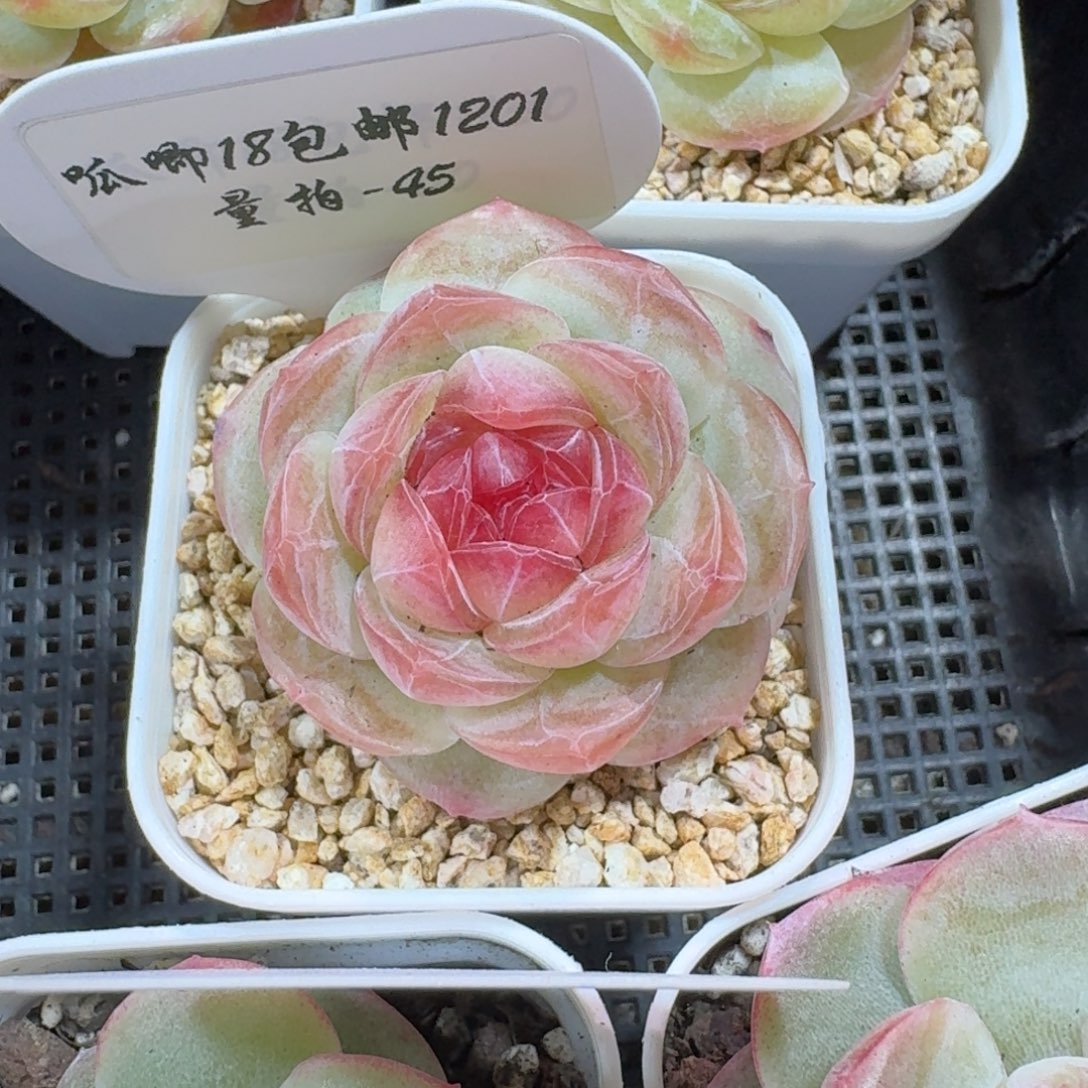 1201-045-世兰一颗