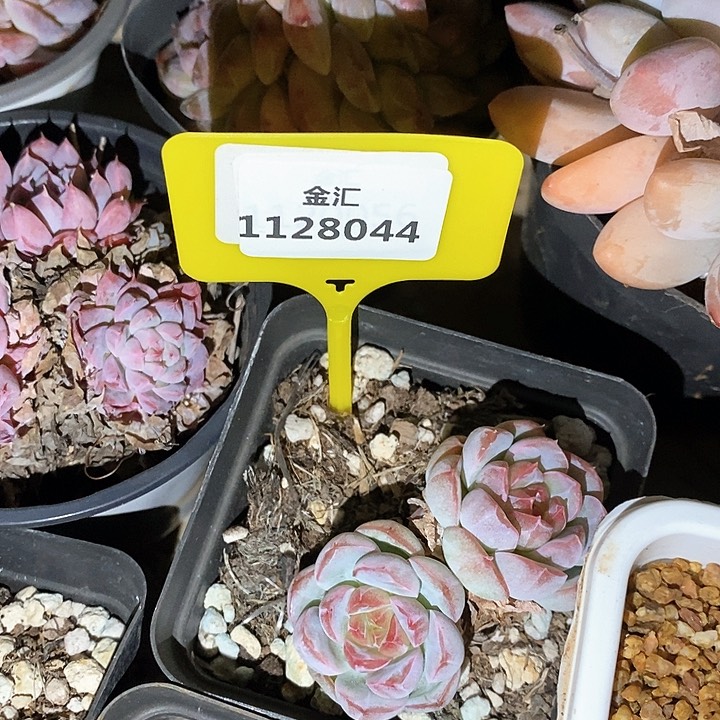 福利多多。1128044