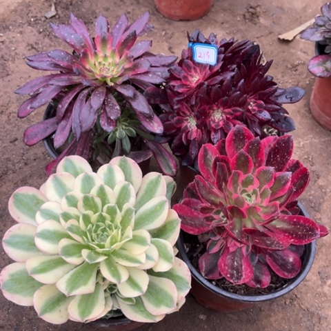 213多肉植物组合