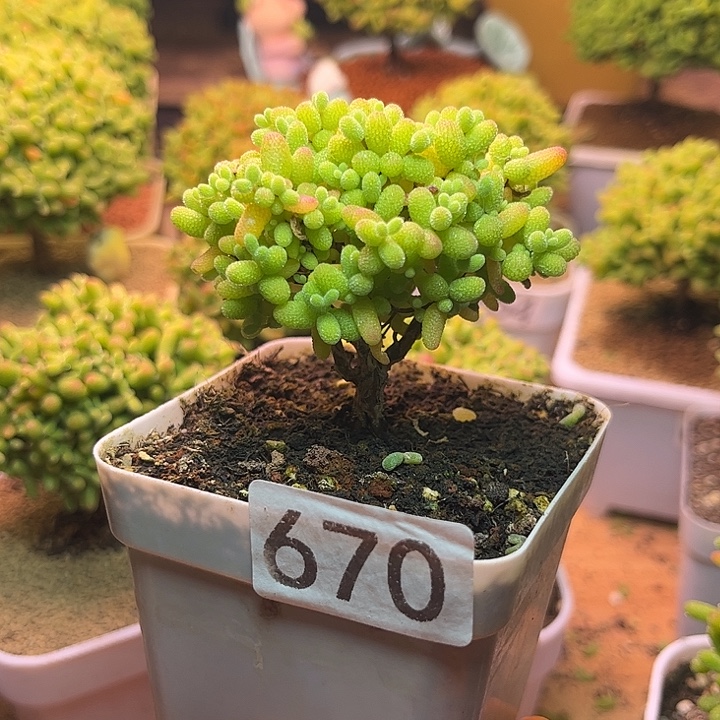 无花朵607金桔糖球