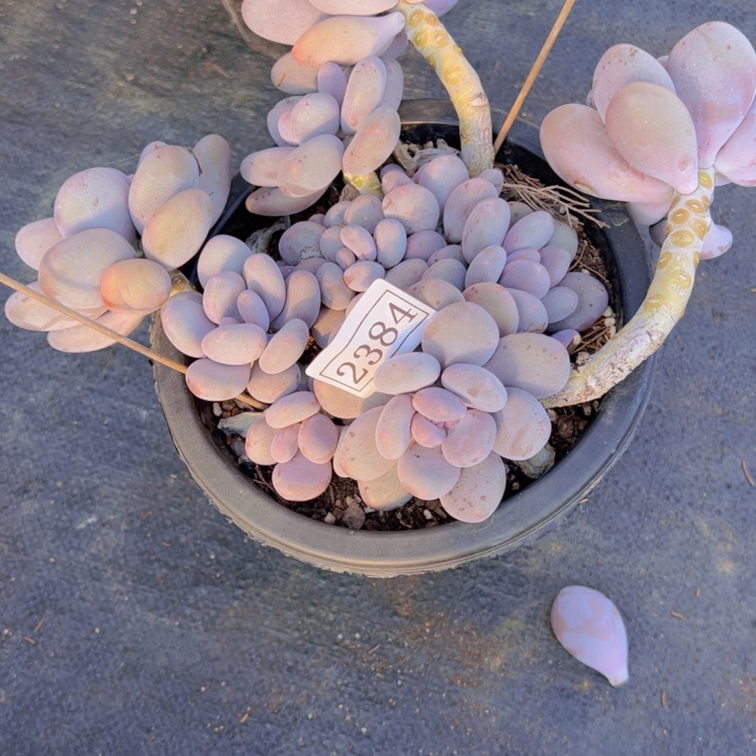 因**有奶酪2384一物一拍