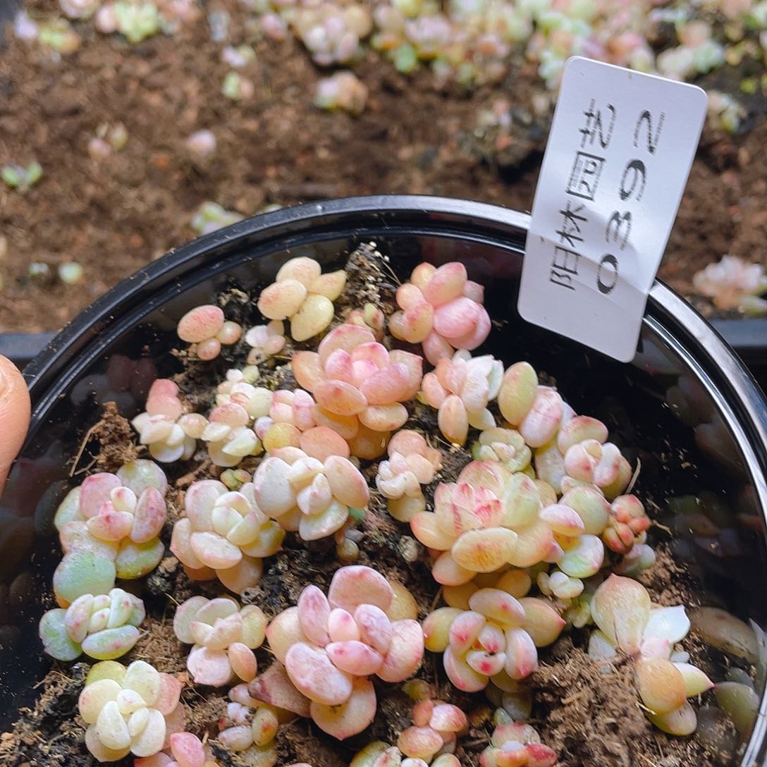 多肉植物多肉植物392