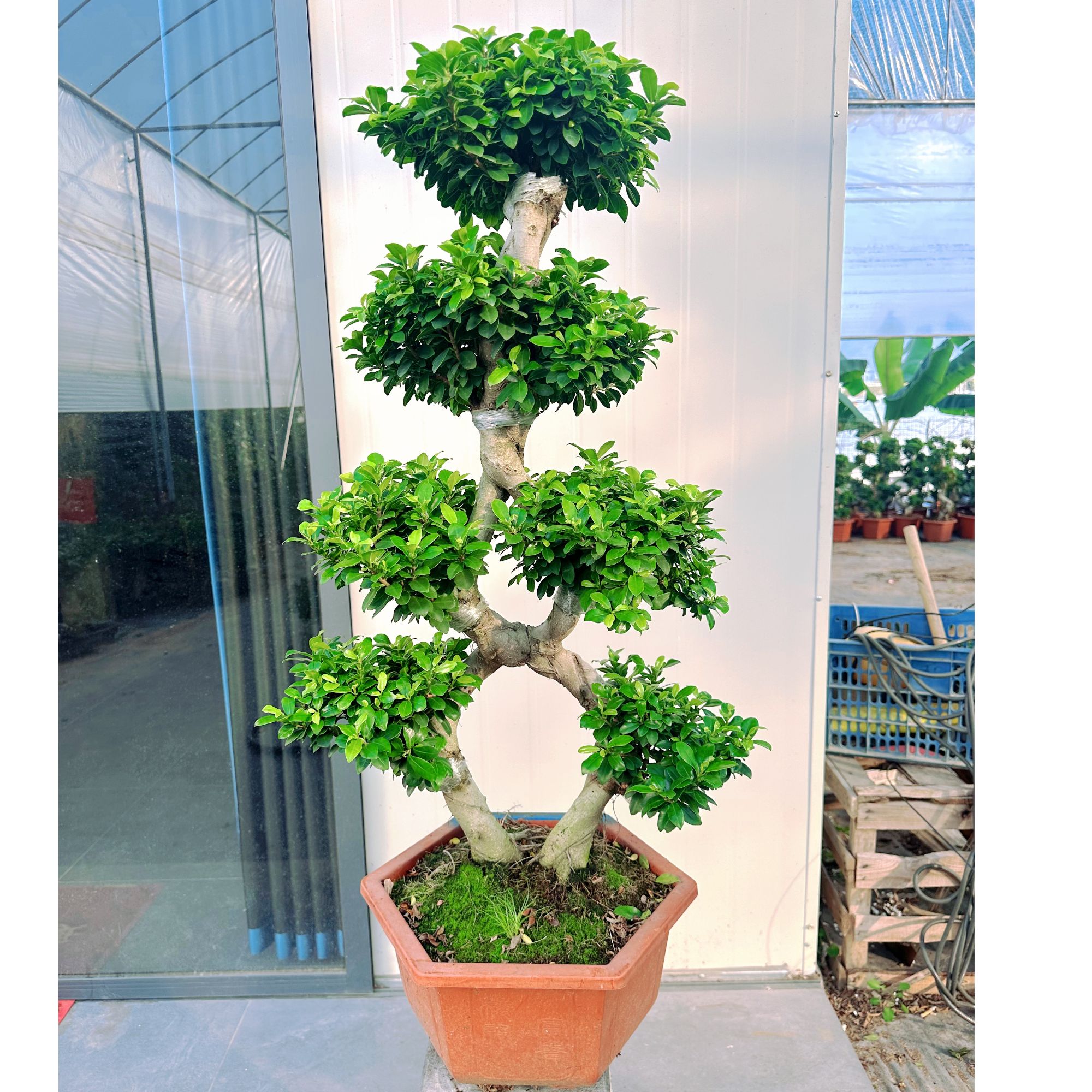 一路发造型小叶金钱榕树盆景大树型霸气大棵好养易活