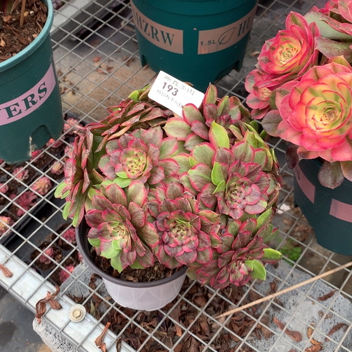 193粉黛多肉植物