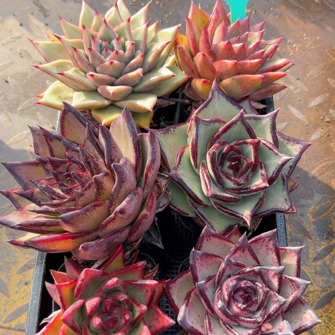 多肉一物一拍0113.48