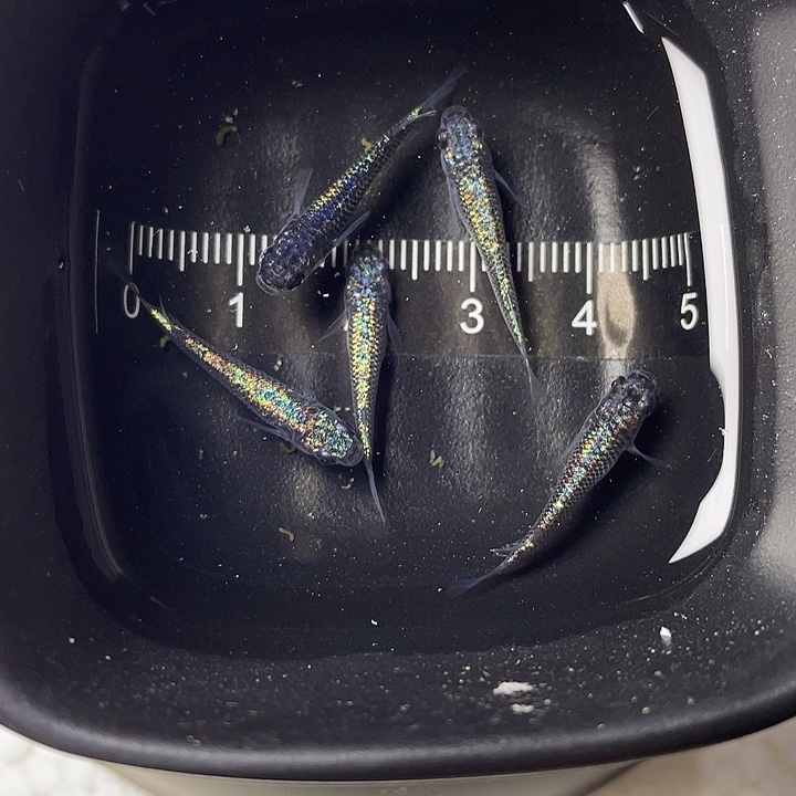 青鳉鱼海王星5条，15号，满10包邮，可叠单