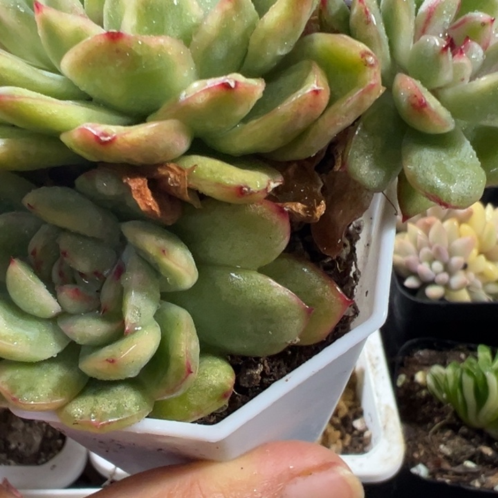 冰天使锦多肉植物1098