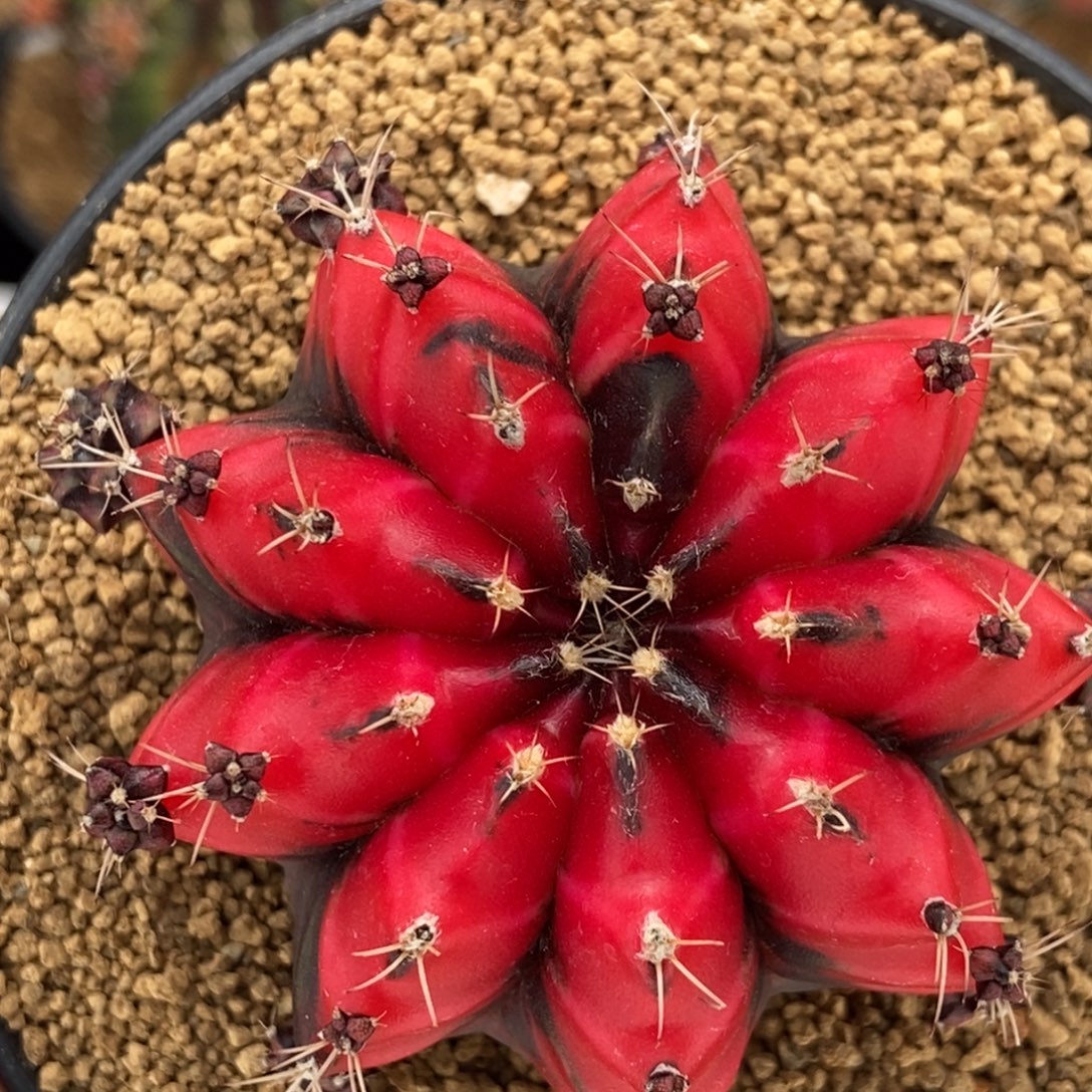 血腥玛丽000000032