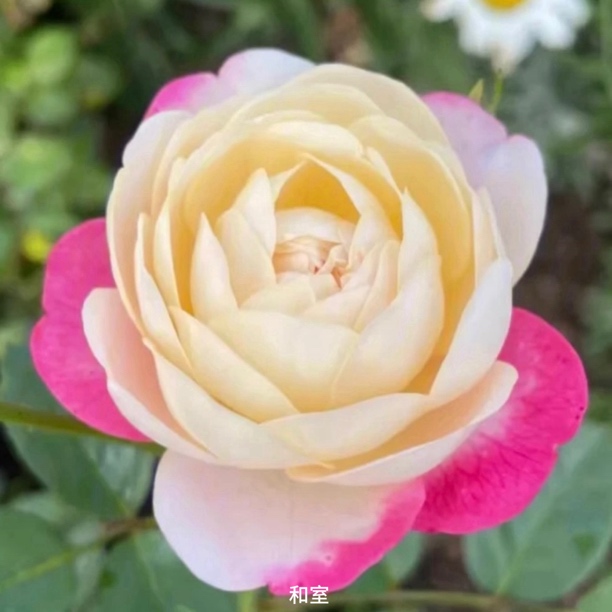 【和室】粉白复色大花丰花勤花扦插盆栽月季！