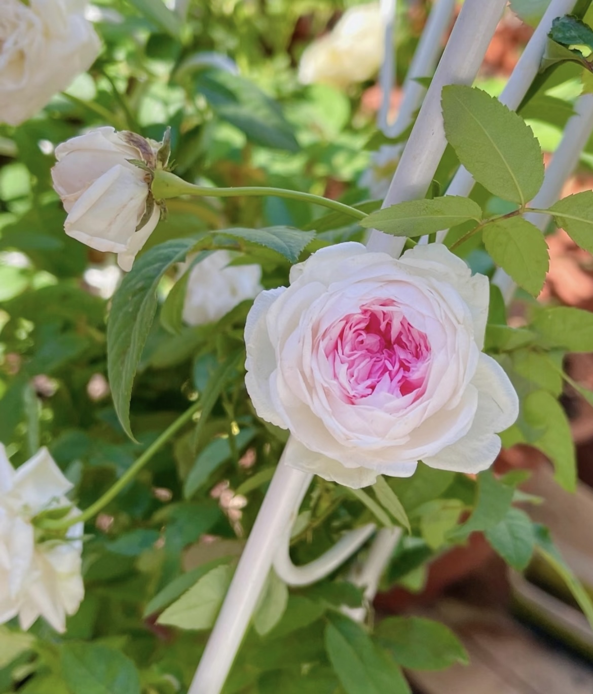 【玉玲珑】独颗多头粉白色多头月季