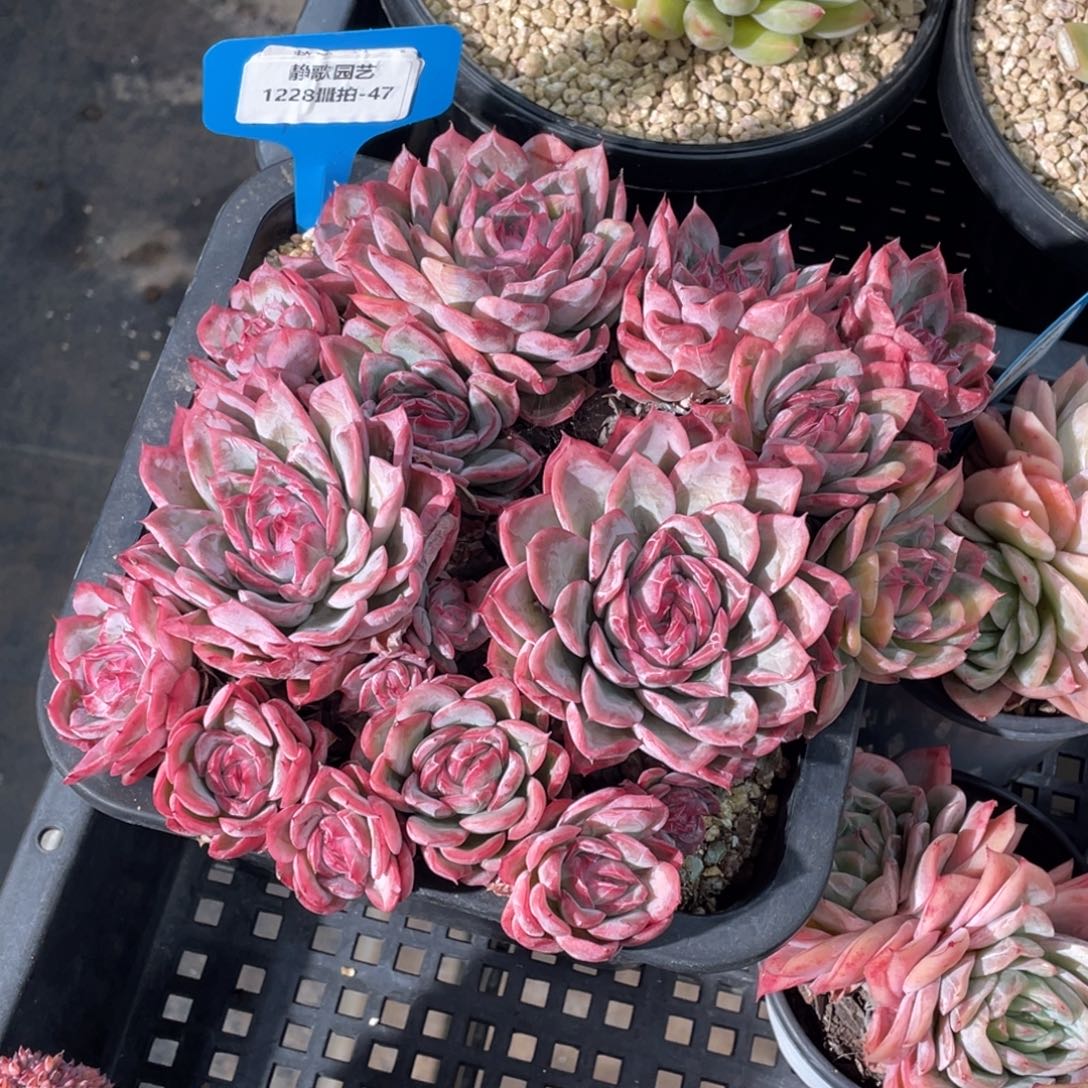 ****了1228-47-梦春大群一刻