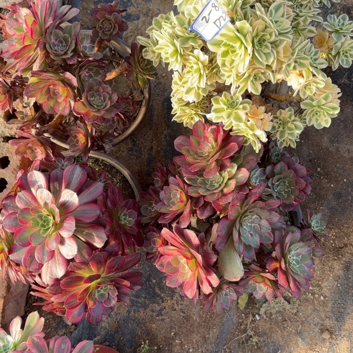 四颗母本多肉断枝不包22